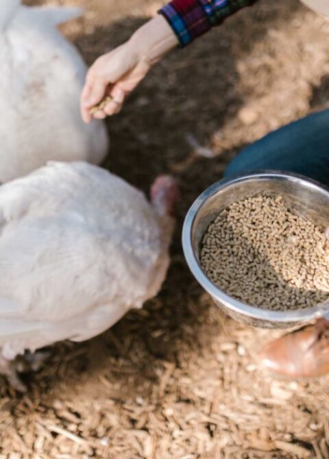 Herzlich Willkommen bei der Horner Mühle